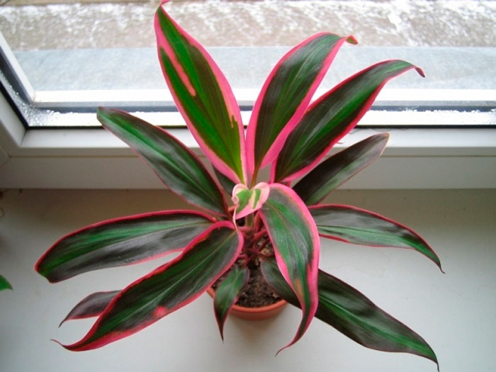 Vermehrung der Kordilina (Blume)