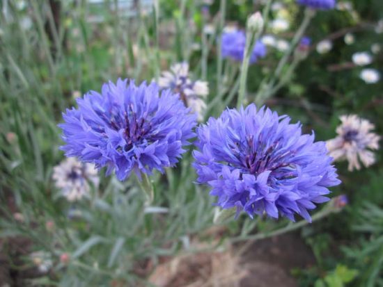 Frottee-Flockenblume aus Samen ziehen: Wann pflanzen?