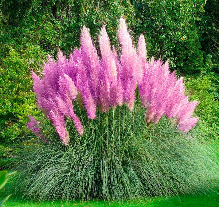 Cortaderia-Anzucht aus Samen