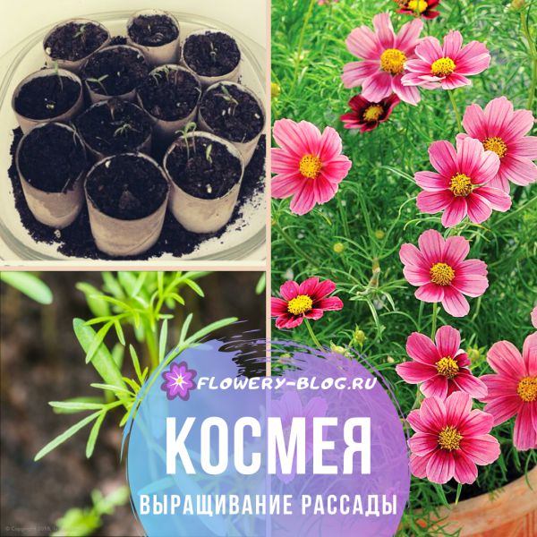 Cosmea: Anbau aus Samen – Wann pflanzen?
