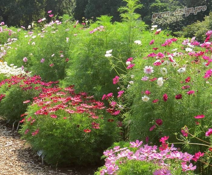 Cosmea: Pflanzung und Pflege im Freiland
