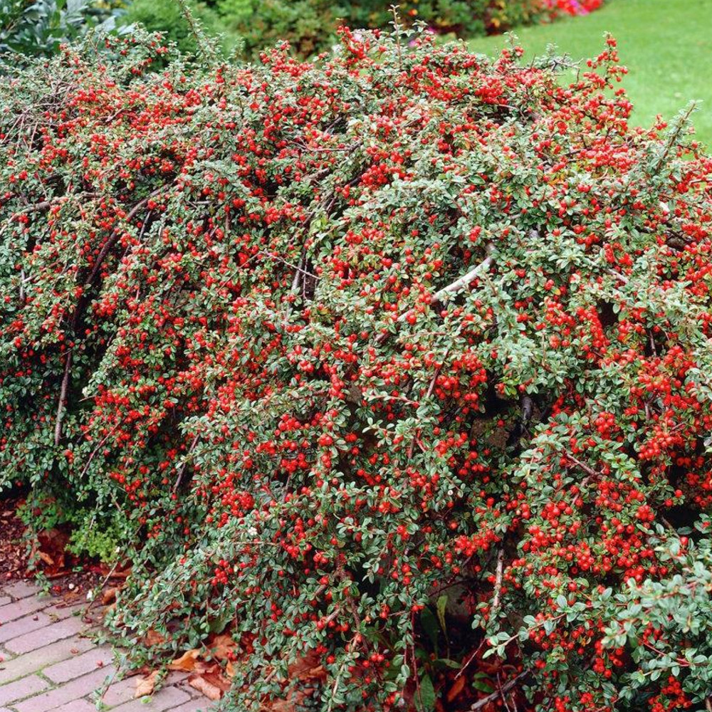 Cotoneaster Coral Beauty Pflanzung und Pflege