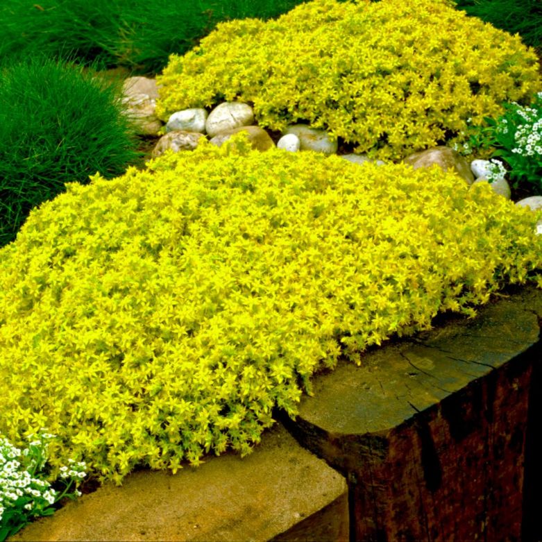 Bodendecker für den Garten