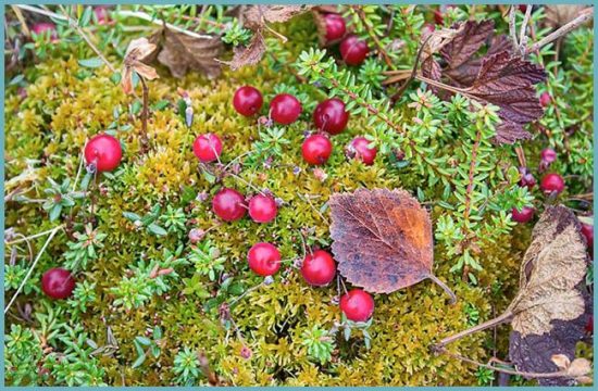 Cranberry: Pflanzung und Pflege im Freiland