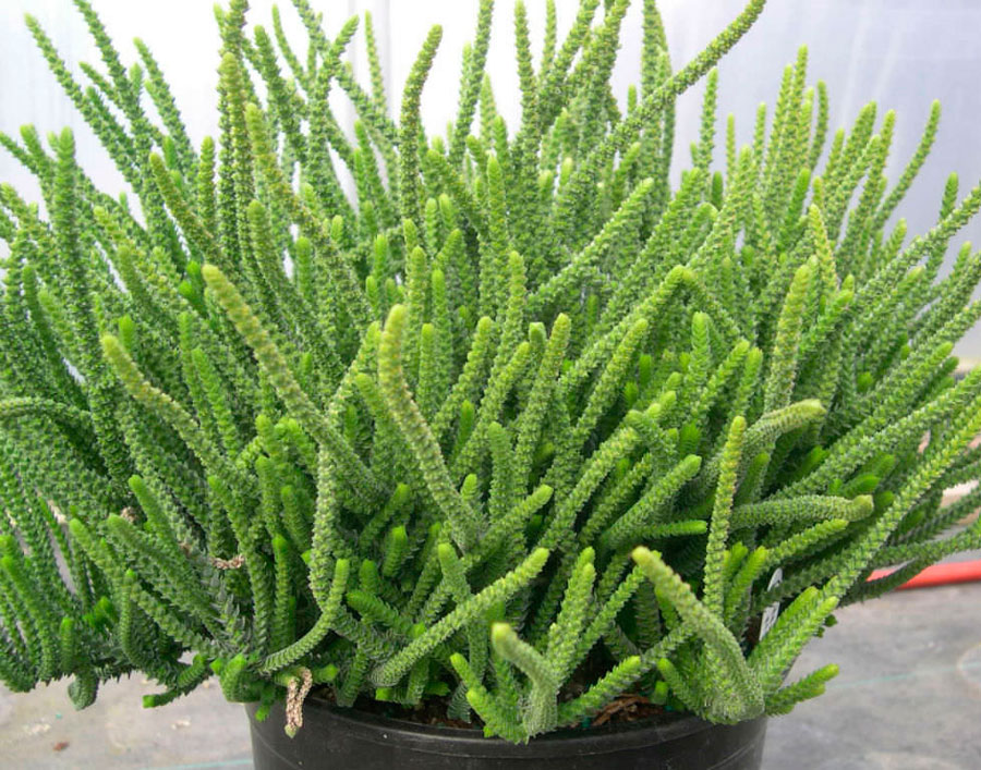 Crassula muscosa Vermehrung