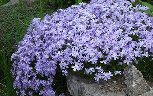 Phlox subulata: Pflanzung und Pflege