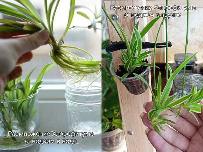 Vermehrung von Chlorophytum comosum