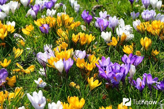 Krokus: Pflege im Freiland