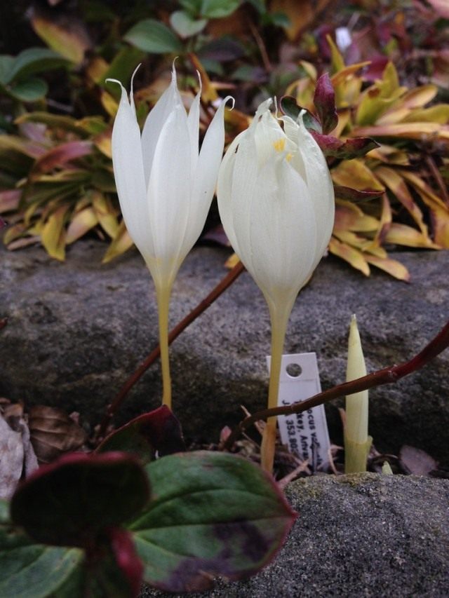 Crocus zonatus Herbstblüte Pflanzung und Pflege