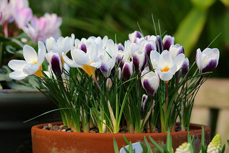 Krokusse: Anbau und Pflege