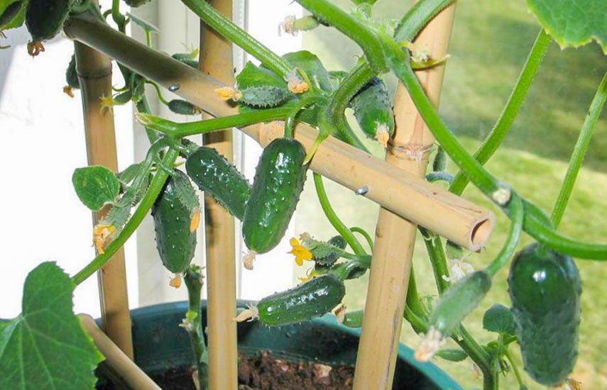 Gurken auf der Fensterbank: Schritt-für-Schritt-Anbau