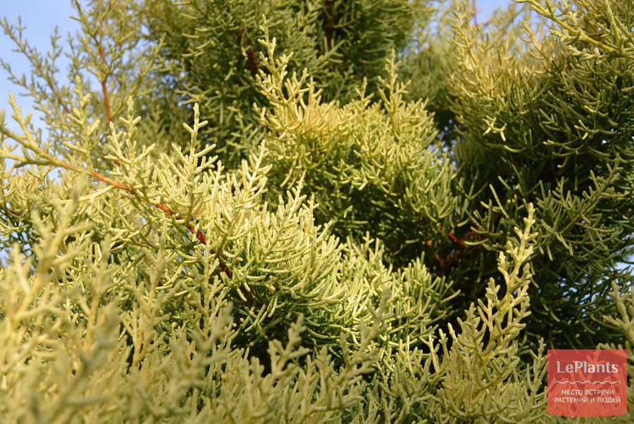Wie pflegt man Cupressus?