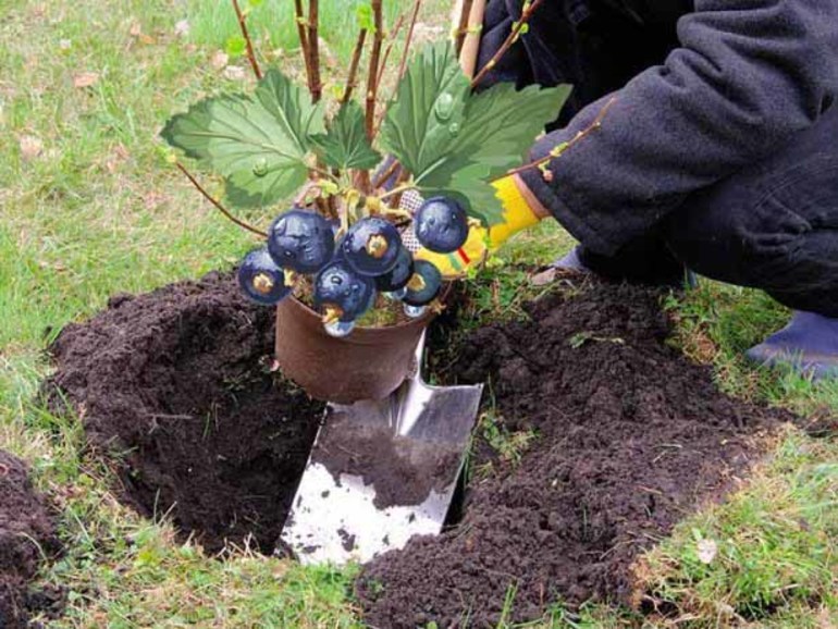 Pflanzung von Johannisbeeren im Herbst mit Setzlingen