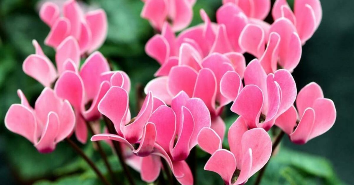 Ziklomenija Blüte Pflege Vermehrung