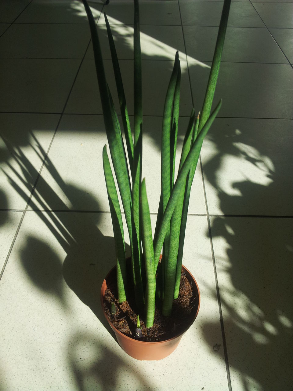 Vermehrung der zylindrischen Sansevieria