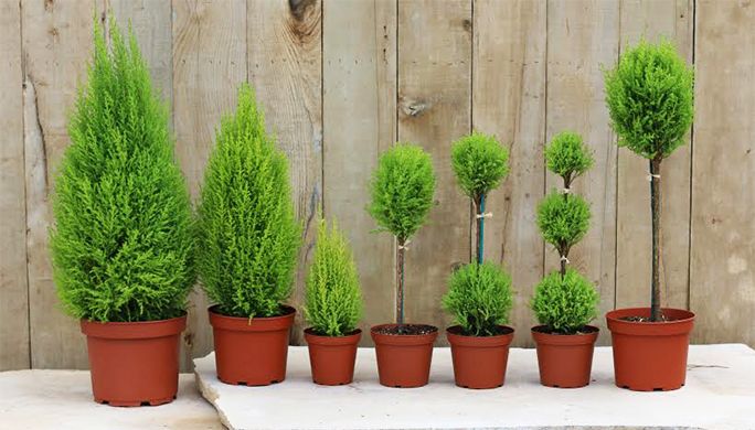 Kiparis Elwudi d9 Anbau im Garten