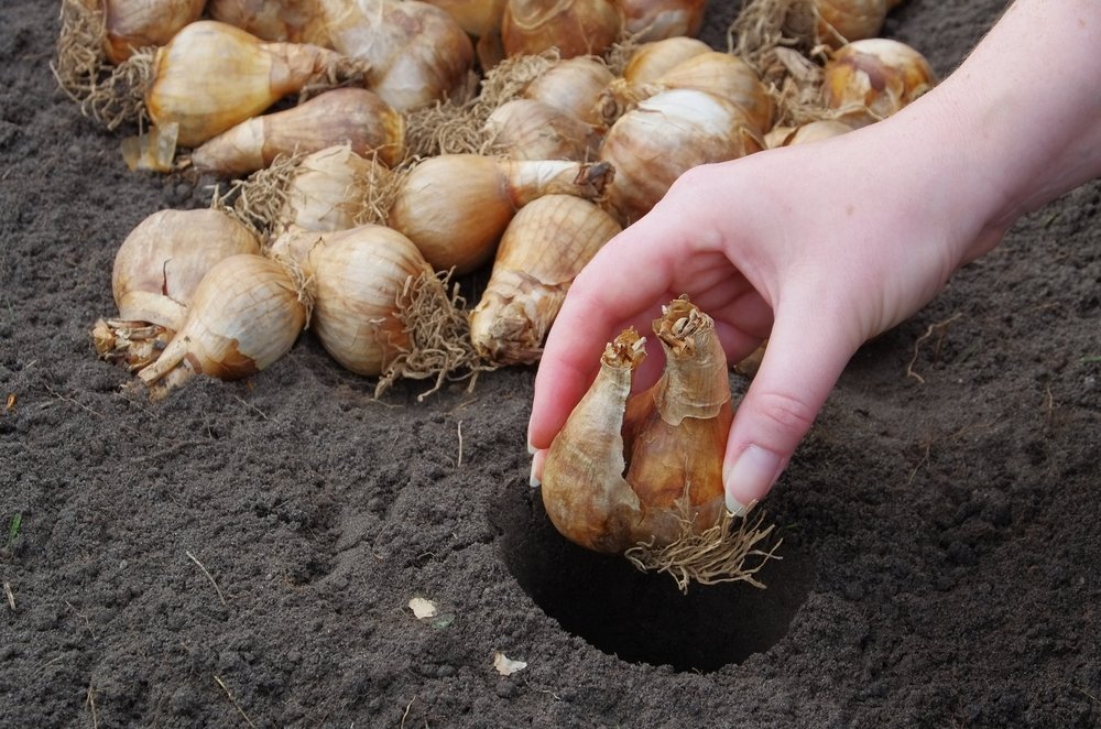 Narzissen im Herbst pflanzen: Wann und wie?