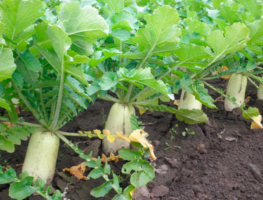 Daikon pflanzen und pflegen im Freiland