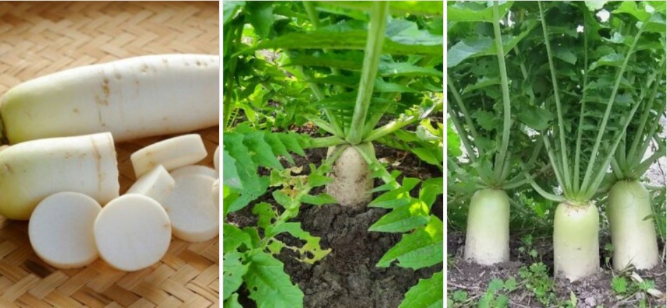 Daikon-Rettich: Pflanzung und Pflege, Pflanztermine