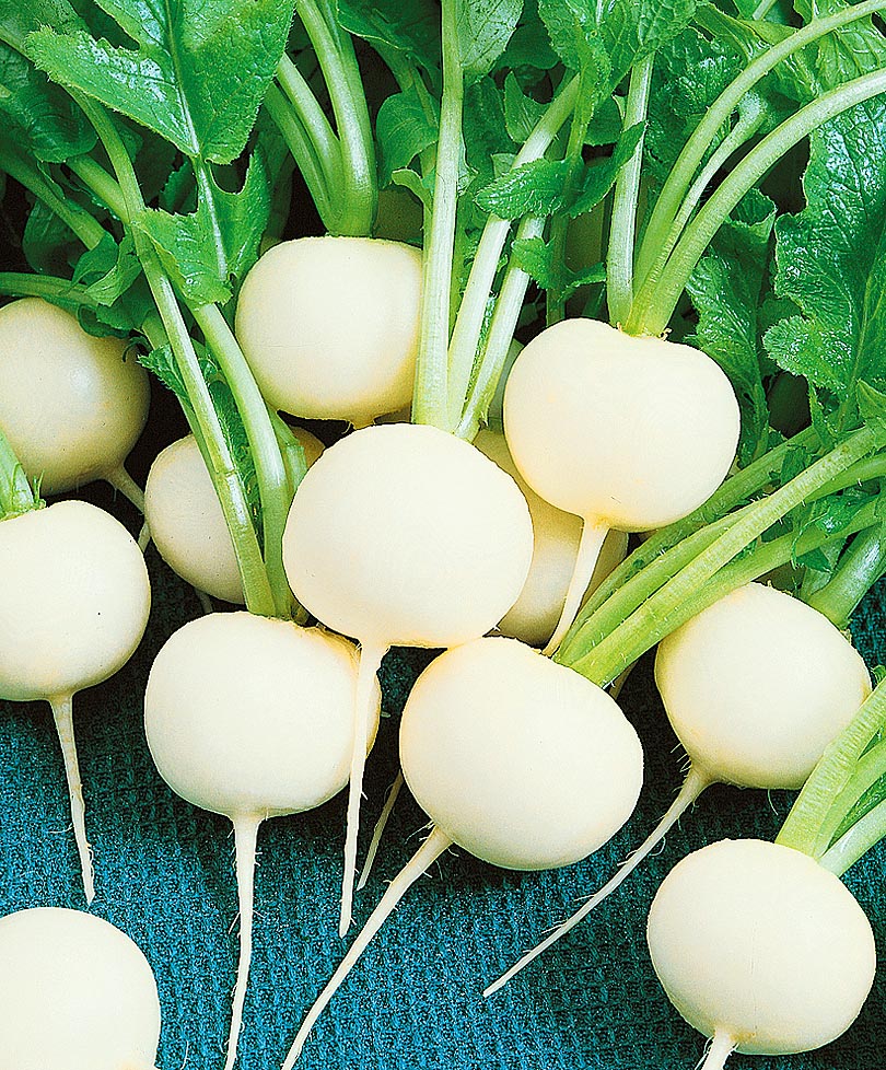 Daikon Sascha – Pflanzung und Pflege, Pflanztermine