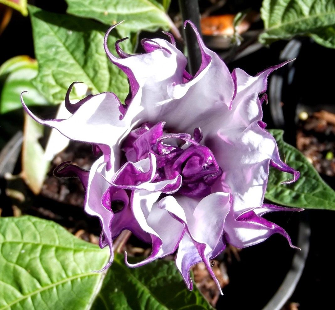 Datura – Anbau aus Samen im Haus