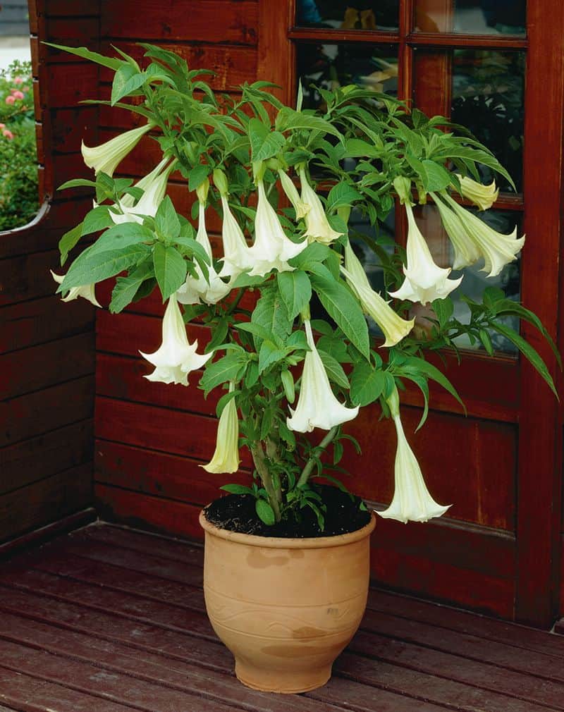 Datura: Pflanzen und Pflege zu Hause