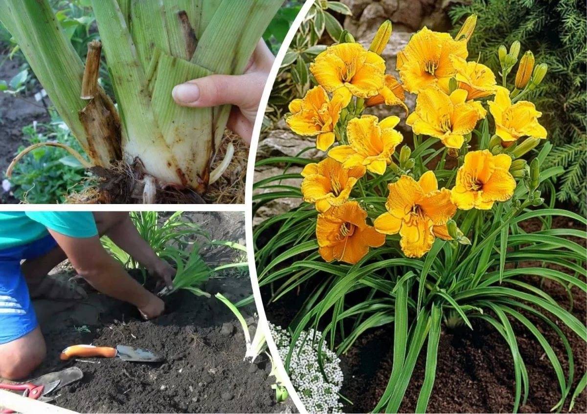 Pflanzung von Taglilien im Herbst: wann und wie pflanzen?