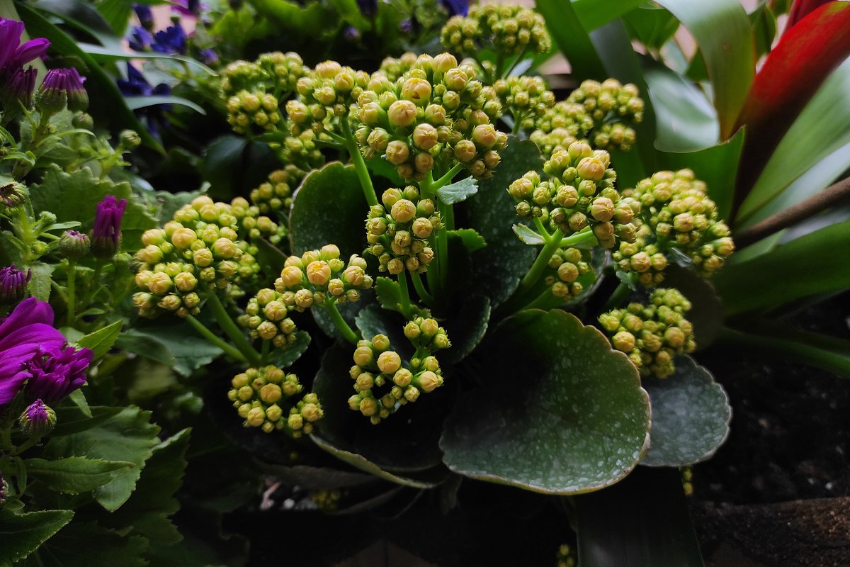 Vermehrung der dekorativen Kalanchoe