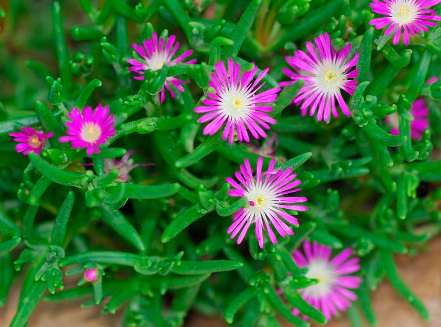 Delosperma Pflanzung und Pflege