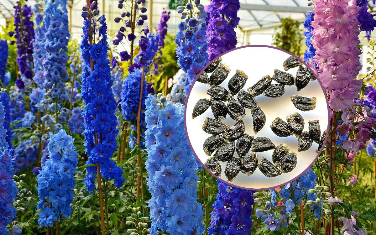 Delphinium aus Samen ziehen: Wann pflanzen?