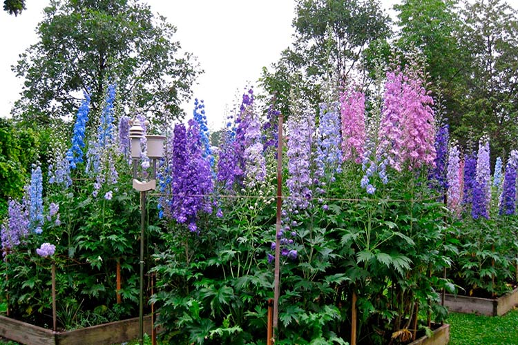 Pflanzung und Pflege von Delphinium