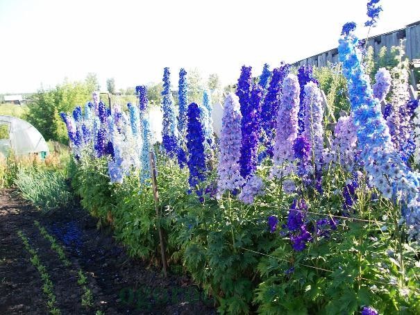 Delphinium pflanzen, pflegen, vermehren