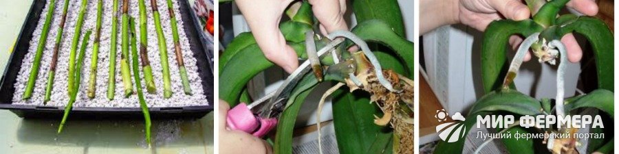 Vermehrung von Dendrobium durch Stecklinge zu Hause
