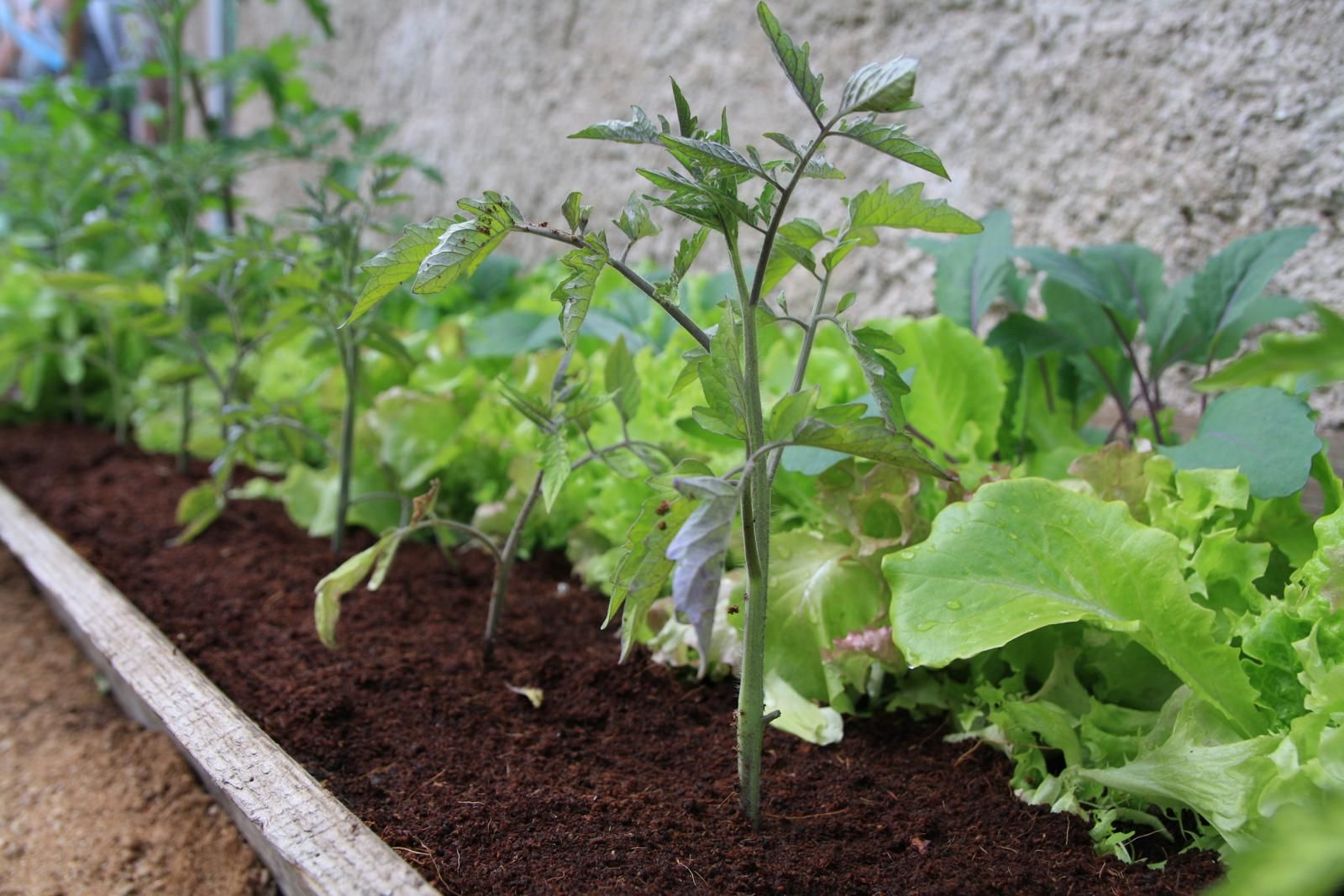 Verdichtete Pflanzungen im Garten