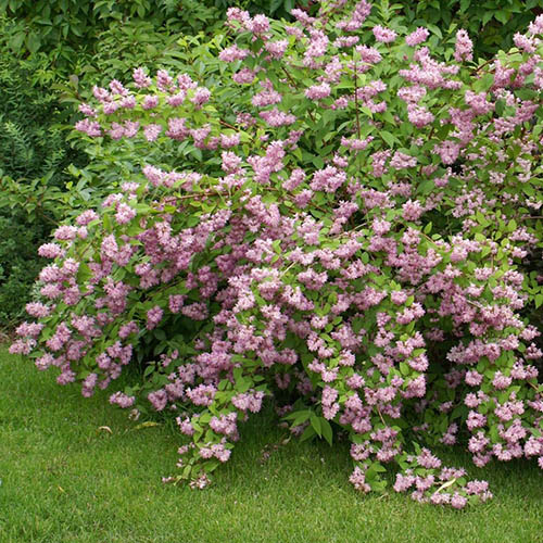 Deutzia Strawberry Fields Pflanzung und Pflege