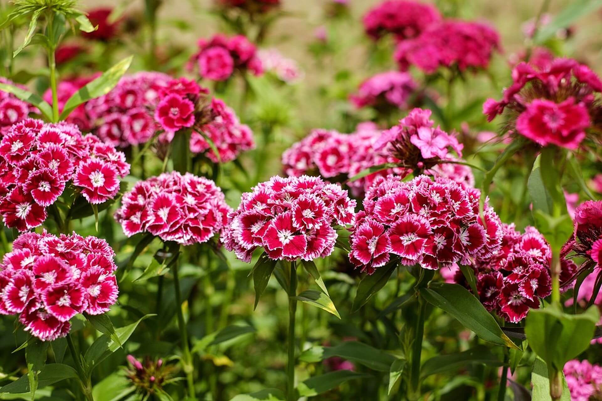 Türkische Nelke auf Fotos und im Garten