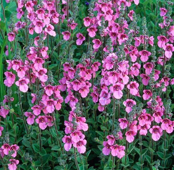 Diascia-Anzucht aus Samen unter heimischen Bedingungen