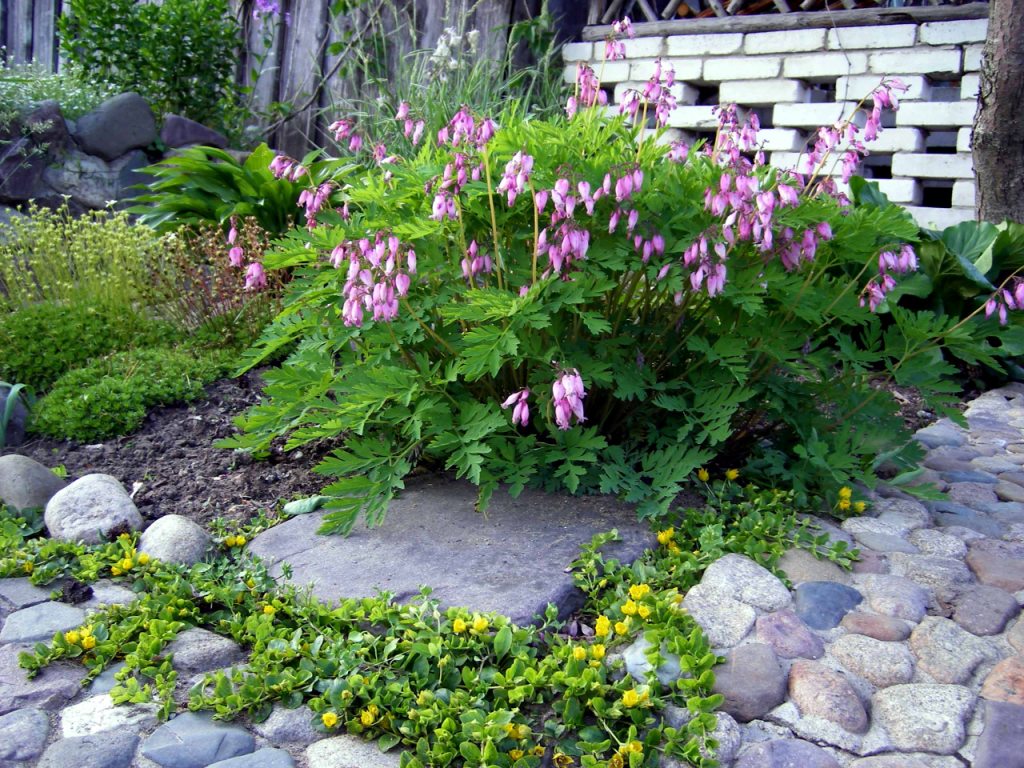 Dicentra: Vermehrung und Anbau