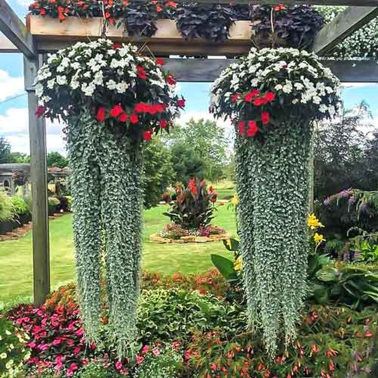 Dichondra 'Silberner Wasserfall': Anbau