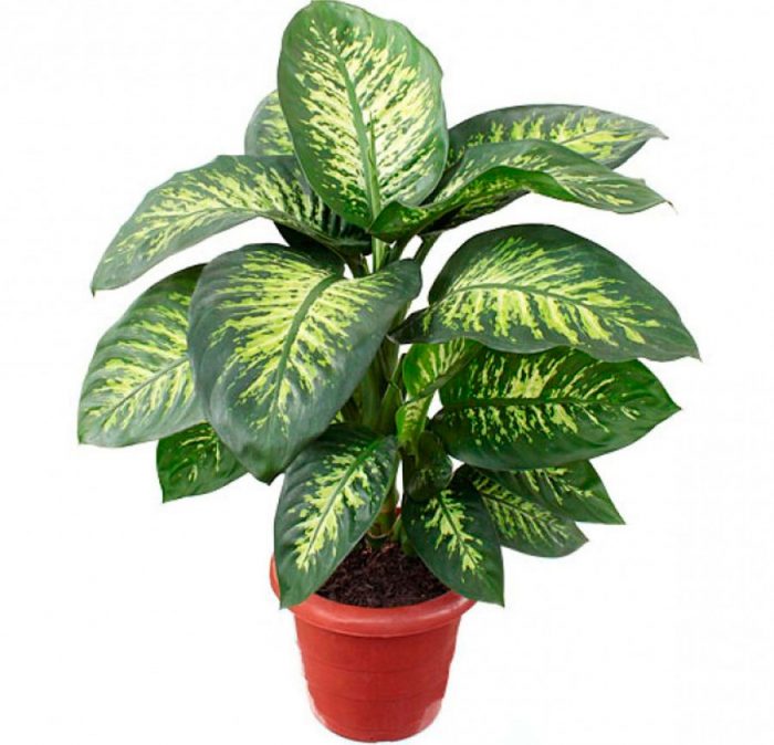 Dieffenbachia – Pflege und Vermehrung im Haus