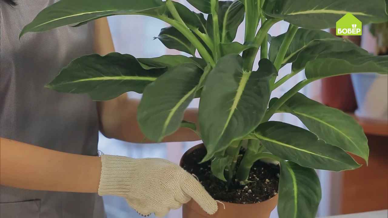 Wie schneidet und verpflanzt man Dieffenbachia?