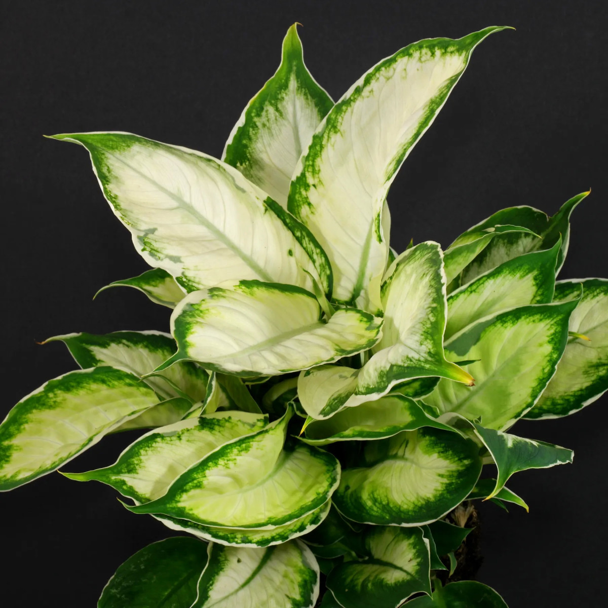 Dieffenbachia: Einfluss auf den Menschen