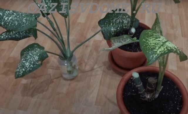 Vermehrung der Dieffenbachia durch Blatt