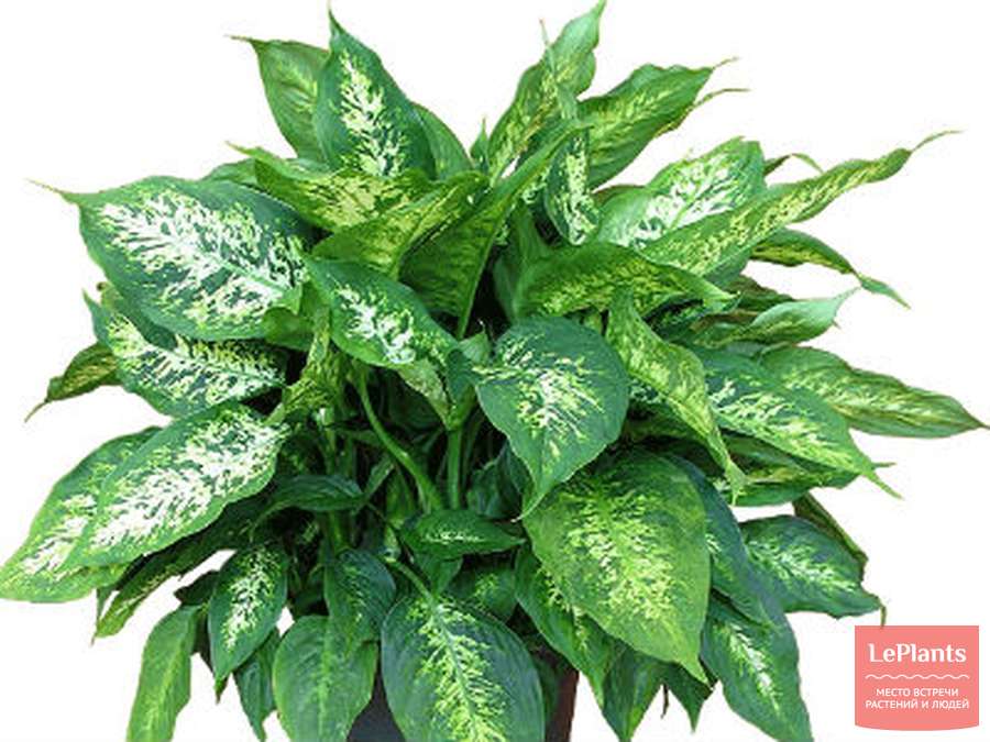 Dieffenbachia maculata Vermehrung