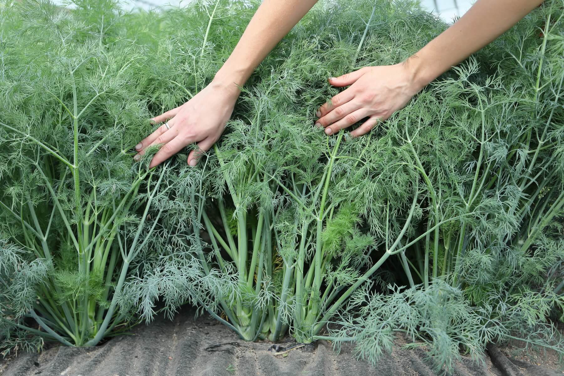 Dill 'Alligator' Anbau