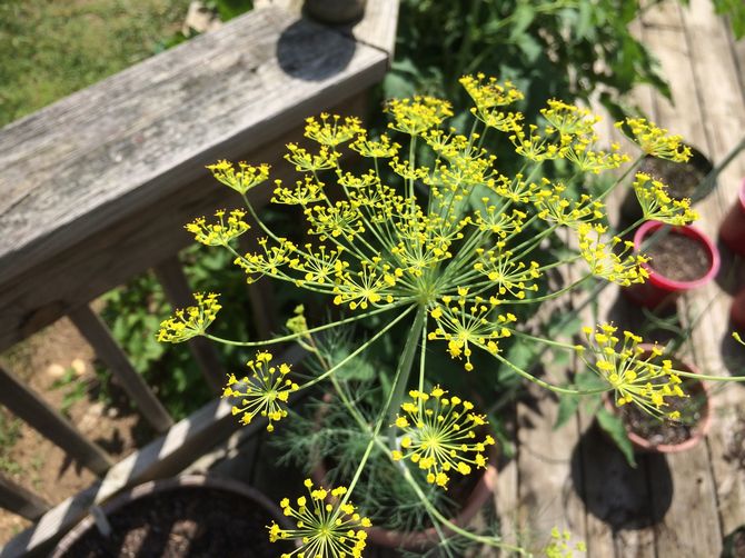 Dill: Anbau und Pflege im Freiland