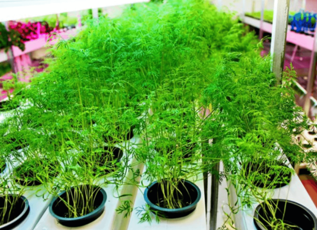 Dill auf der Fensterbank: Anbau aus Samen