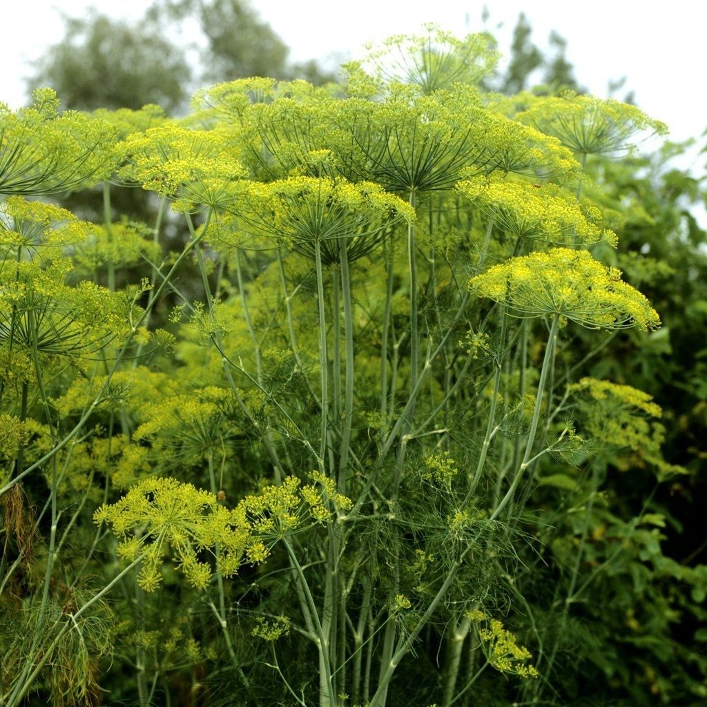 Dill ist eine narkotikhaltige Pflanze