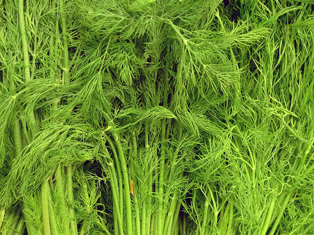 Dill: Pflanzung und Pflege im Freiland