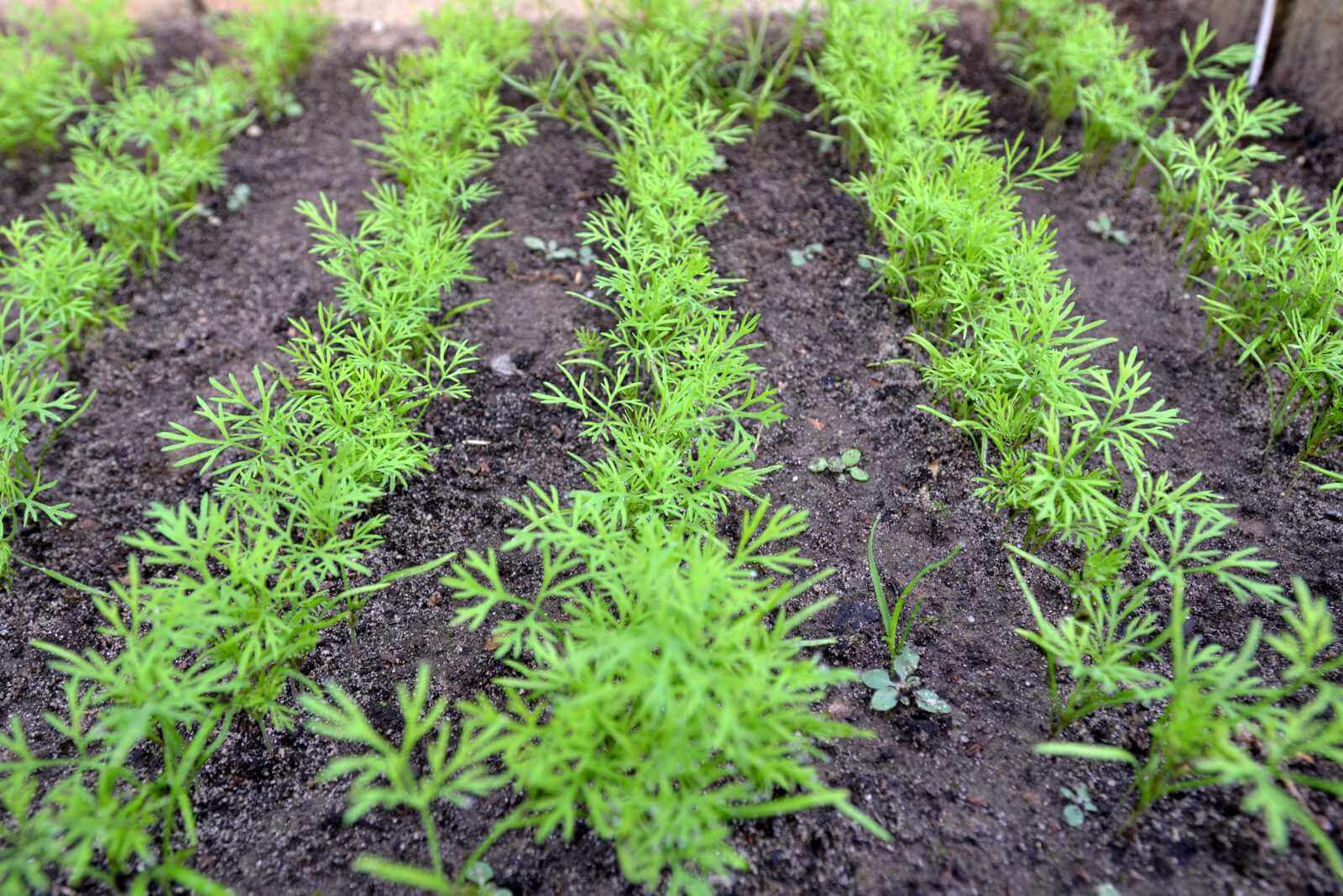Aussaat von Dill im Freiland im Frühling